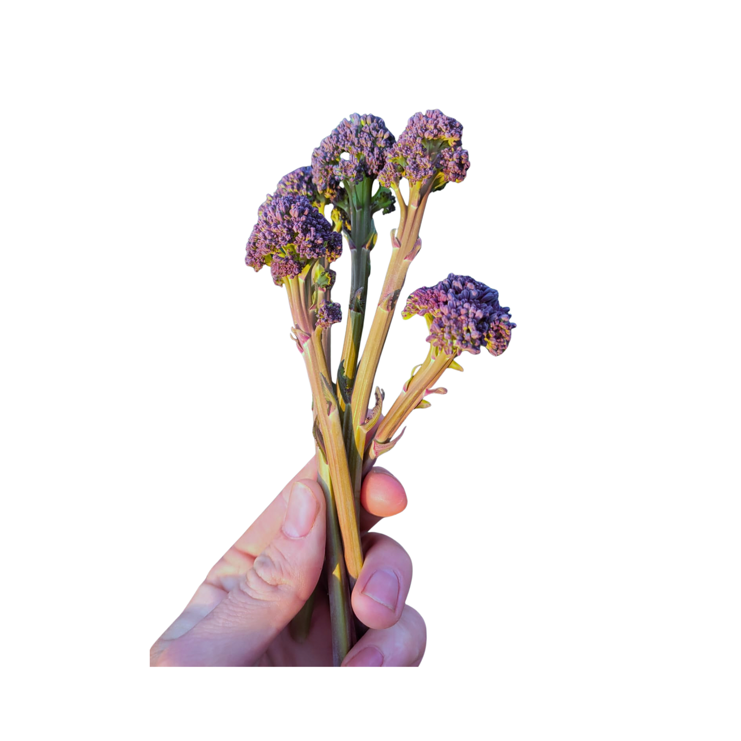 250g Purple Broccolini