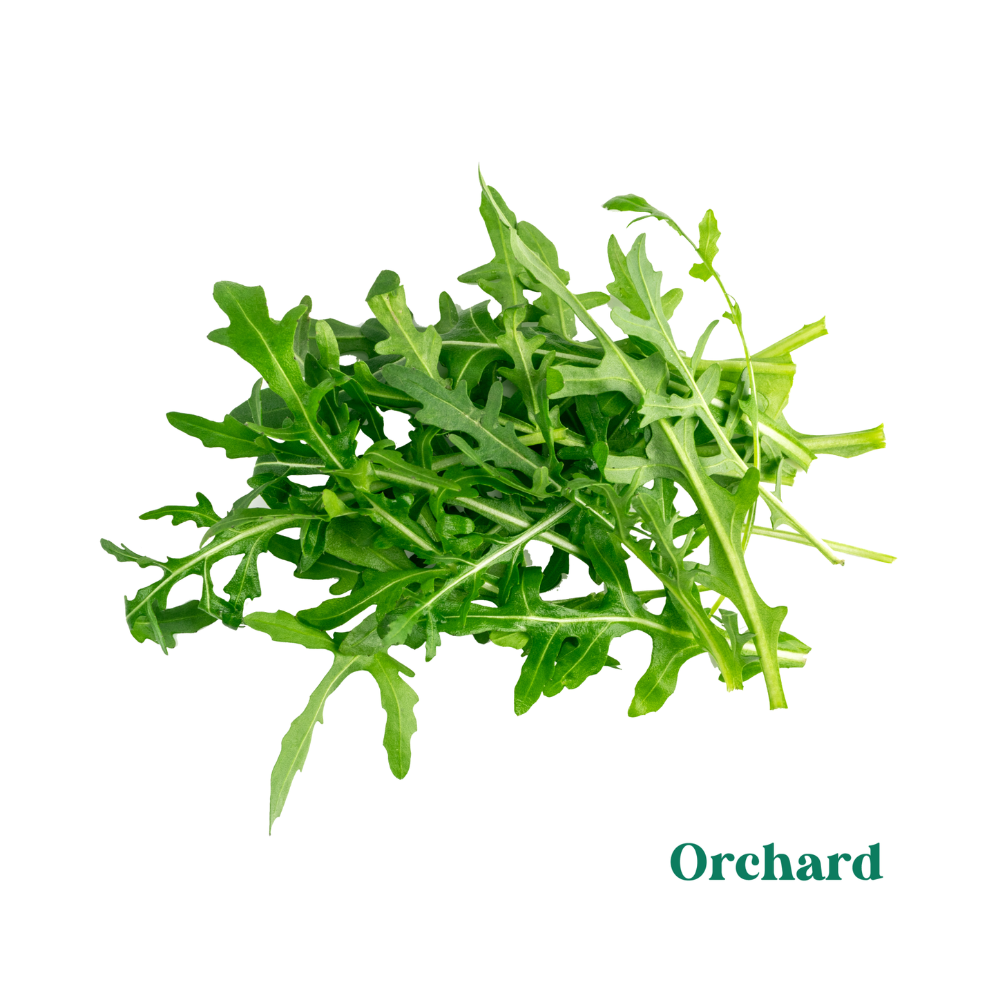 50g Organic Rocket