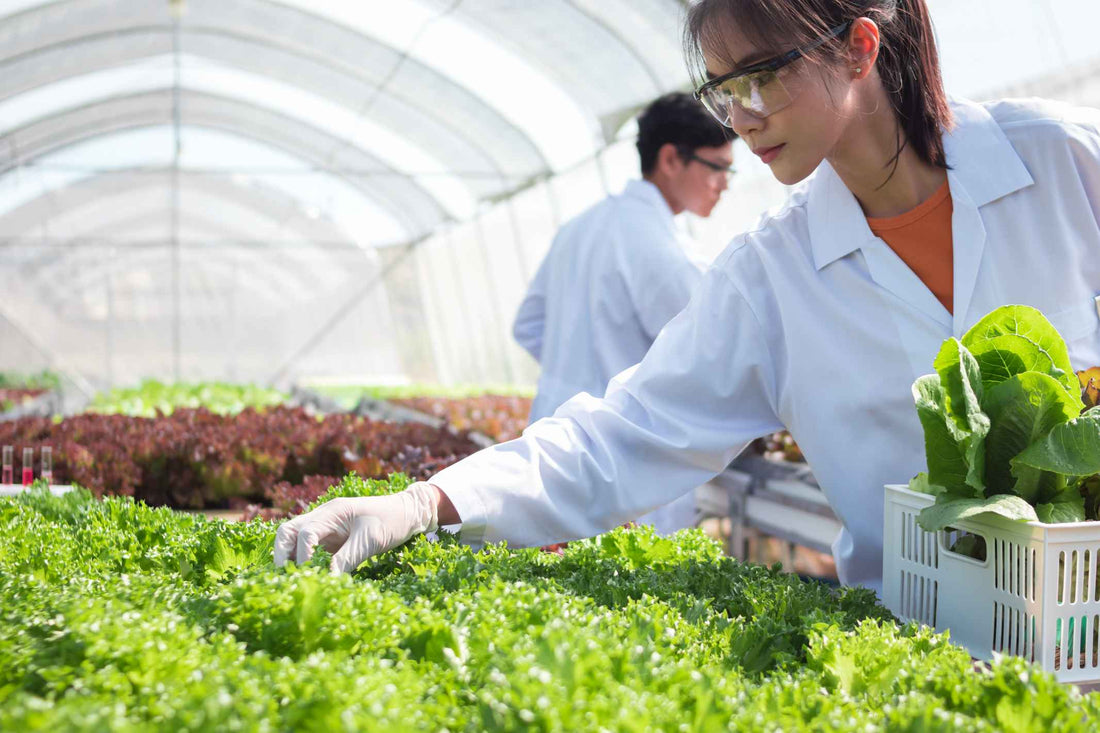 The Hidden Chemicals in Everyday Foods