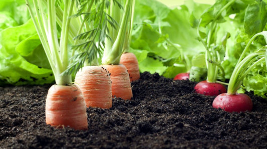 The Journey of Organic Produce