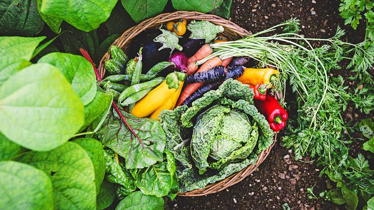 Why Eating a Variety of Plant Foods Matters for Your Gut Health