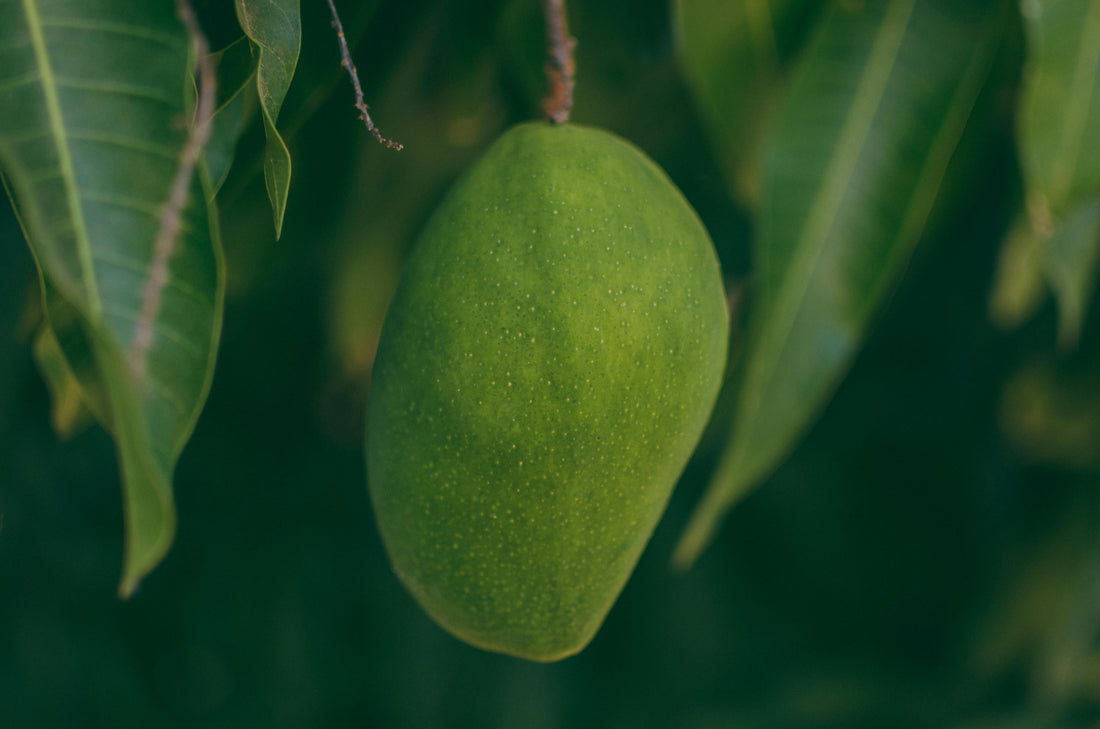 How do you know your mango is ripe?
