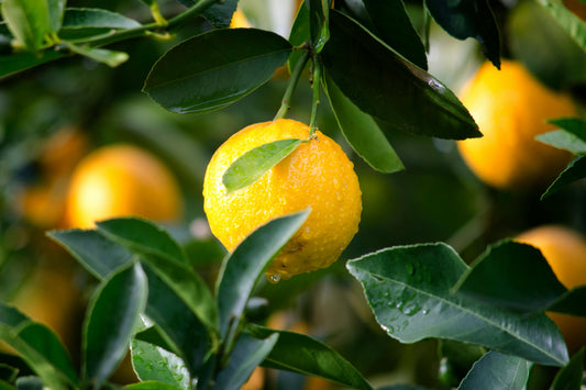 A picture of organic grown fruit trees